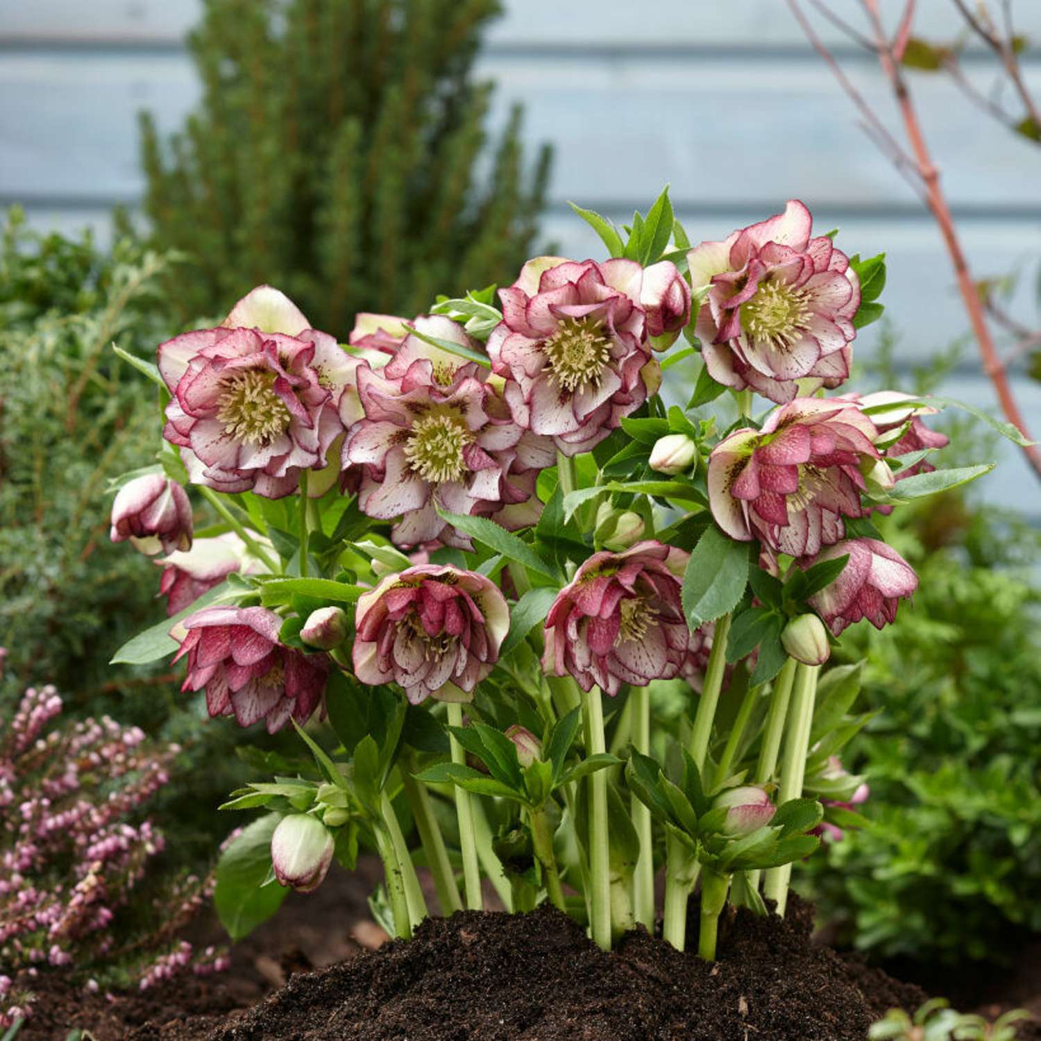 Tarhajouluruusu 'Double Ellen Picotee' (Helleborus × hybridus)